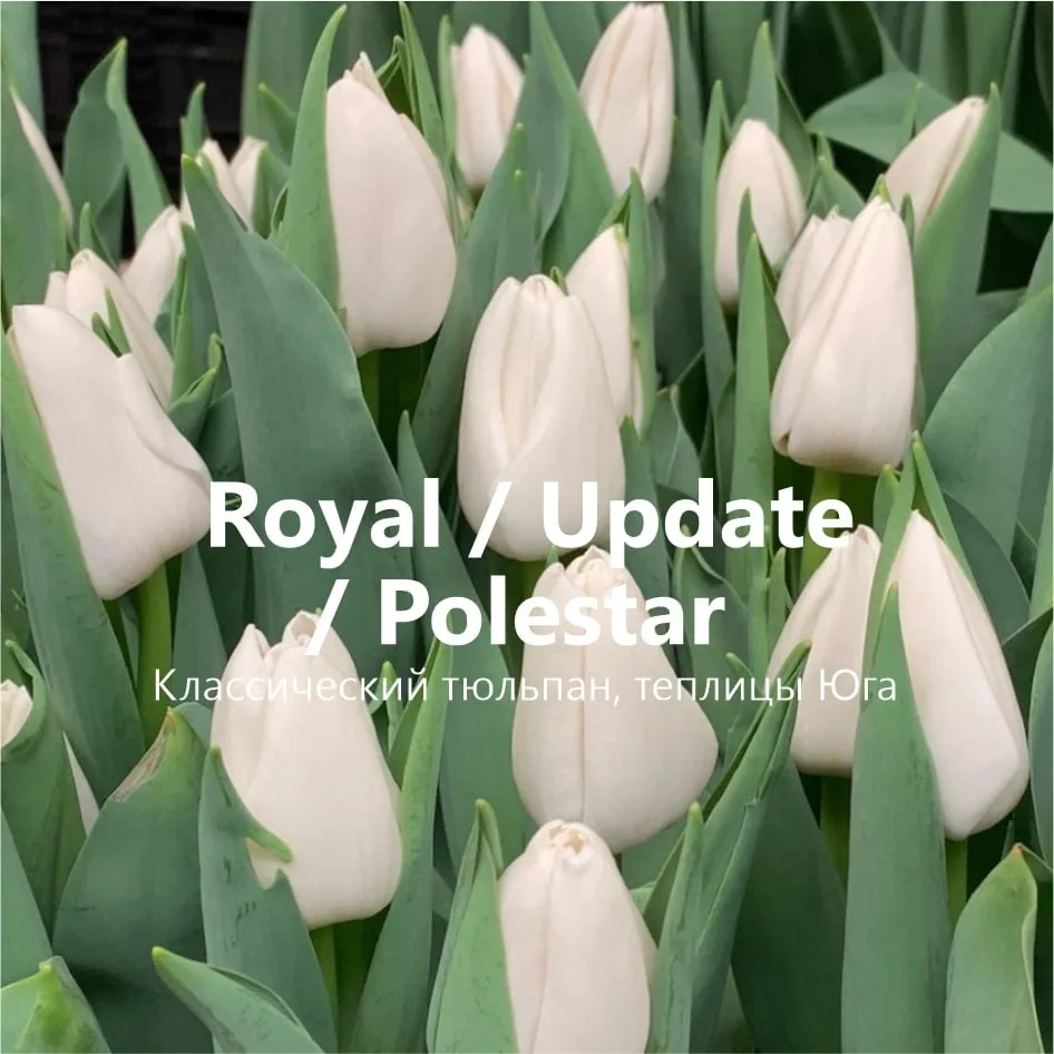 Белые тюльпаны Royal, Update, Polestar
