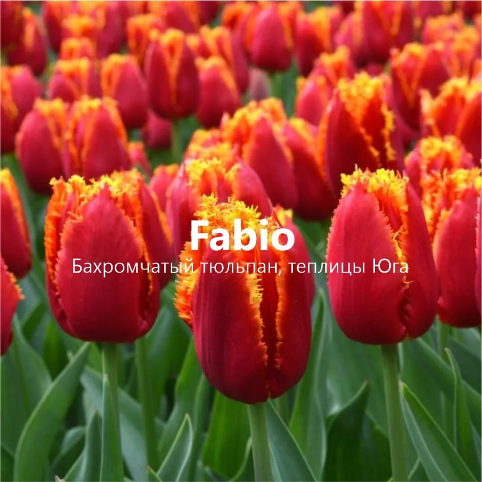 Красные тюльпаны Red Gold, Surrender