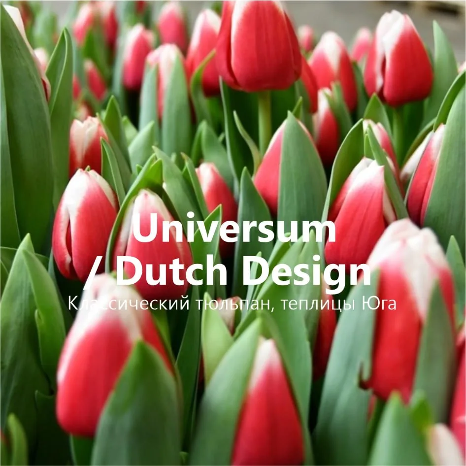 Красно-белые тюльпаны Universum, Dutch Design